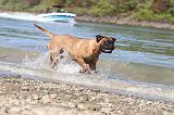 BULLMASTIFF 061